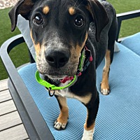 adopt a pet