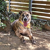 adopt-pet