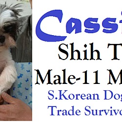 Thumbnail photo of Cassius #2