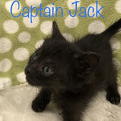 Thumbnail photo of Captain Jack #2