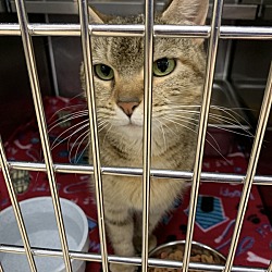 Photo of 15802- Coral-Available At Petsense