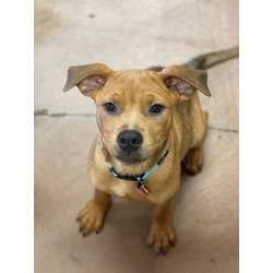 Photo of Misty - TEAL COLLAR - AVAILABLE