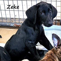 Thumbnail photo of Zeke #4