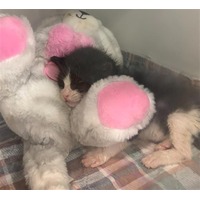 adopt a pet