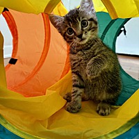 adopt a pet