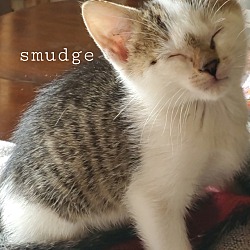 Thumbnail photo of Smudge (Foster Care) #2