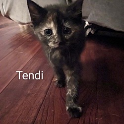 Photo of Tendi
