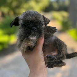 Photo of *Olivia - Puppy
