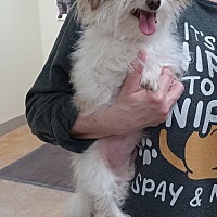 adopt a pet