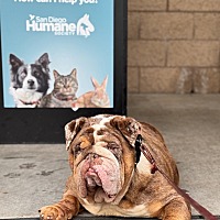 adopt a pet