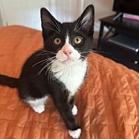 adopt a pet