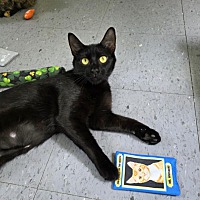 adopt a pet