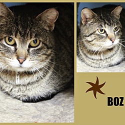 Thumbnail photo of Boz #2