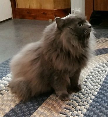 Witter Ar Russian Blue Meet T C Nebelung A Pet For Adoption