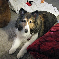 Thumbnail photo of Jersey (Adopted) #1