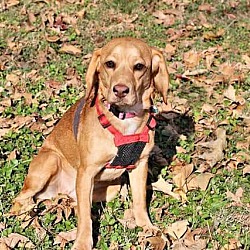 Thumbnail photo of Piper-adoption pending #2