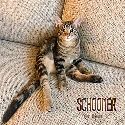 Thumbnail photo of Schooner #3