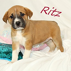Thumbnail photo of Ritz~adopted! #2