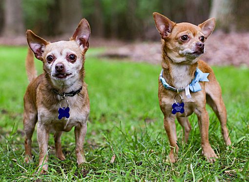 Charlotte, NC - Chihuahua. Meet Pinky & The Brain -bonded pair a Pet ...