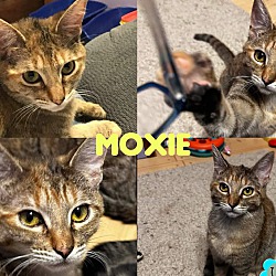 Photo of Moxie