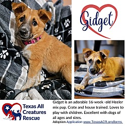 Thumbnail photo of Gidget #3