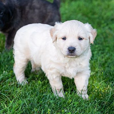 Stewartsville, NJ - Golden Retriever/German Shepherd Dog. Meet Dash a ...