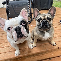Photo of Bambi and Gizmo - Frenchie Pair