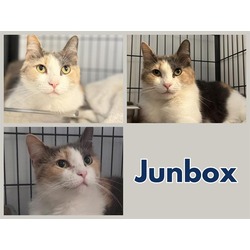 Photo of JUNBOX