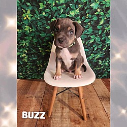 Photo of Buzz - AX