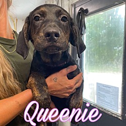 Thumbnail photo of Queenie #2