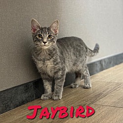 Thumbnail photo of Jaybird #1