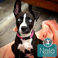 adopt a pet