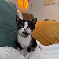 adopt a pet