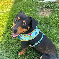 adopt a pet