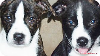 australian shepherd and boston terrier mix