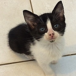 Photo of White & Black female kitten PP