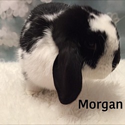 Thumbnail photo of Morgan #3