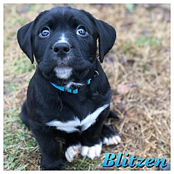 Thumbnail photo of Blitzen #1