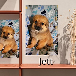 Photo of Jett
