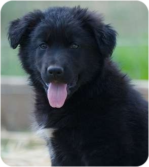 Providence, RI - Newfoundland. Meet Kippens a Dog for Adoption.