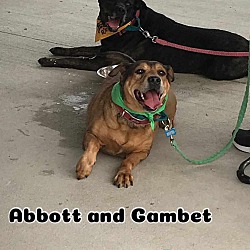 Photo of Abbott & Gambet