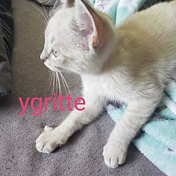 Photo of Kitten: Ygritte