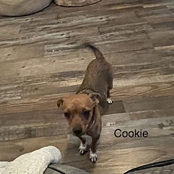 Thumbnail photo of Cookie #1