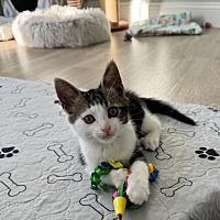 adopt a pet
