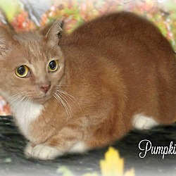 Photo of Pumpkin