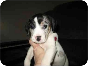 catahoula jack russell mix