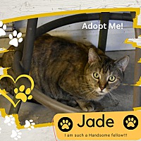 adopt a pet