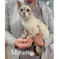 Photo of MONETTE