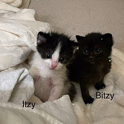 Thumbnail photo of Bitzy #2