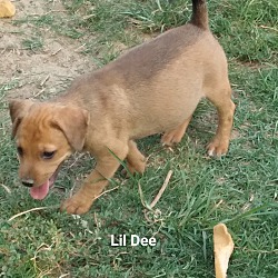 Thumbnail photo of Little Dee #1